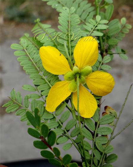  Flower (Lower view)-Calyx and Corolla